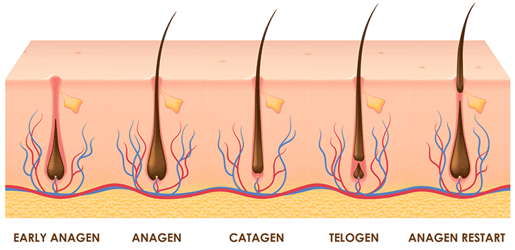 The hair growth cycle: Early Anagen, Anagen, Catagen, Telogen, Exogen (Anagen restart)